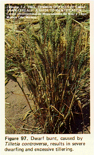http://wheat.pw.usda.gov/dbs_images/graingenes/fjz055a.gif